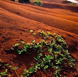 微星将专注于英伟达显卡 疑似不再生产AMD显卡